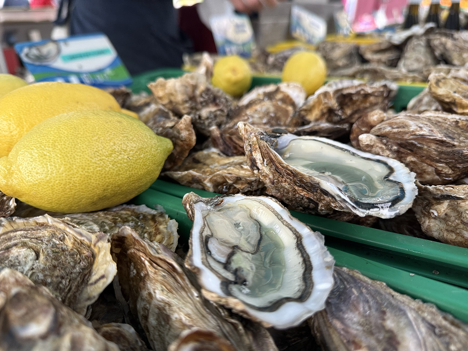 Les huîtres fine de clair